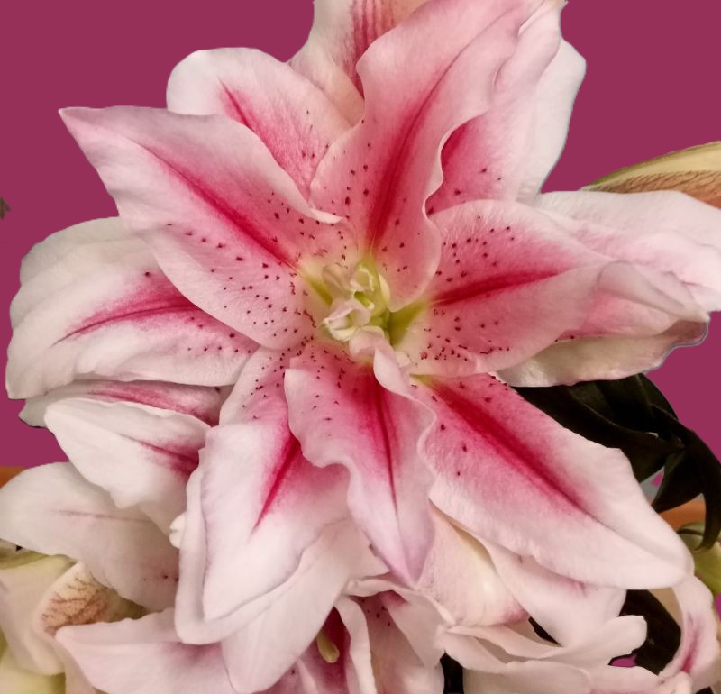 Blume - Lillie - der Wandel von Loslassen